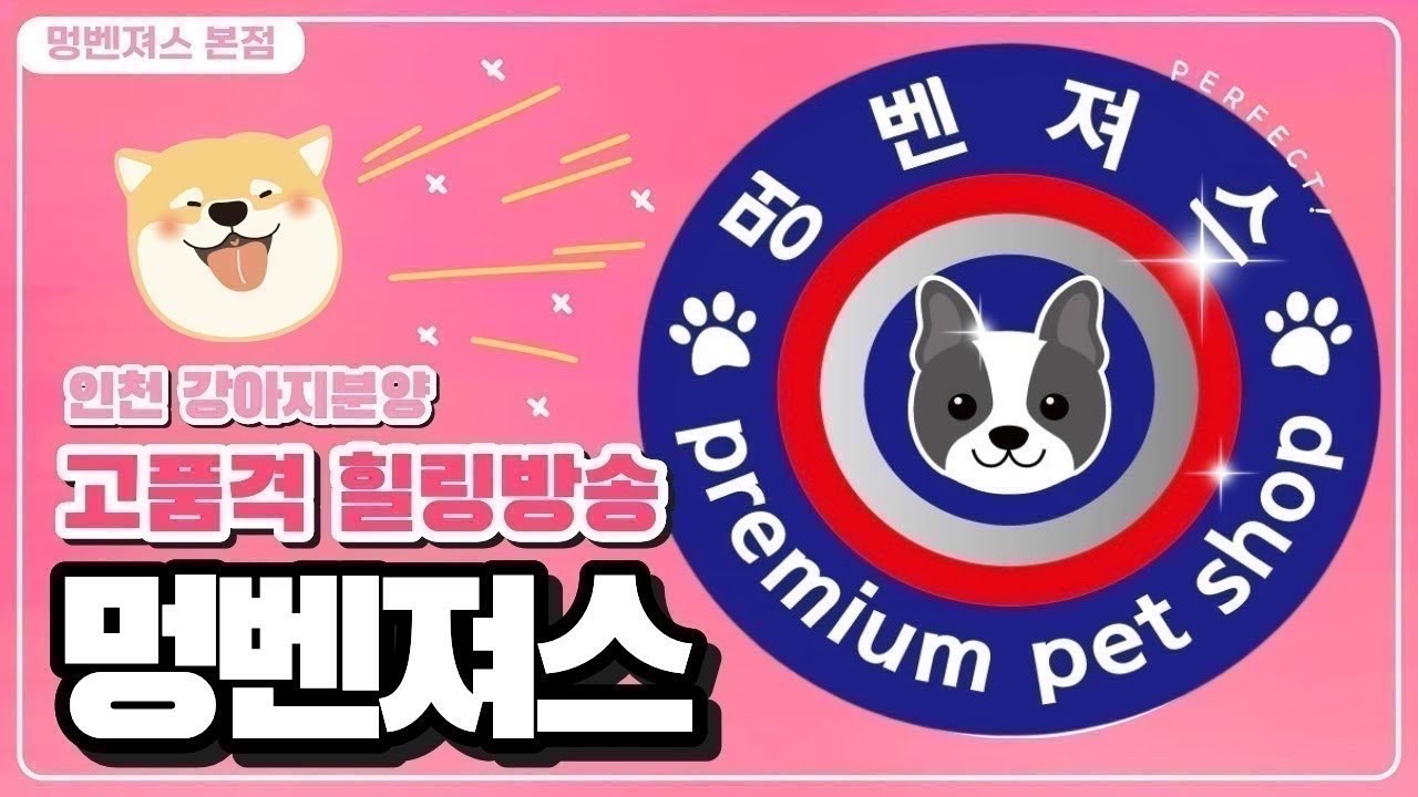 강아지분양 🐶멍벤져스💕 #강아지분양 #애견분양 #애완견 #라이브 #추천 #멍벤져스