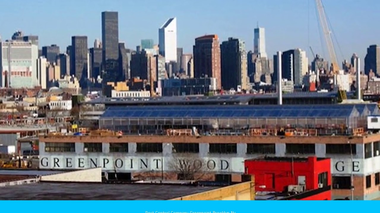 Pest Control Company Greenpoint Brooklyn Ny - Probing