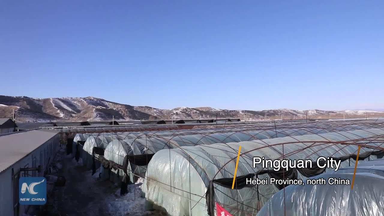 Mushroom farming helps north China farmers weed out poverty
