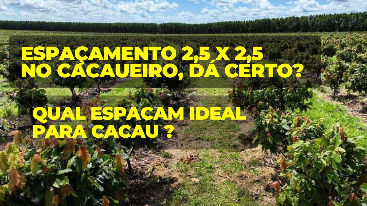 Qual melhor espa&ccedil;amento para cacau clonado?