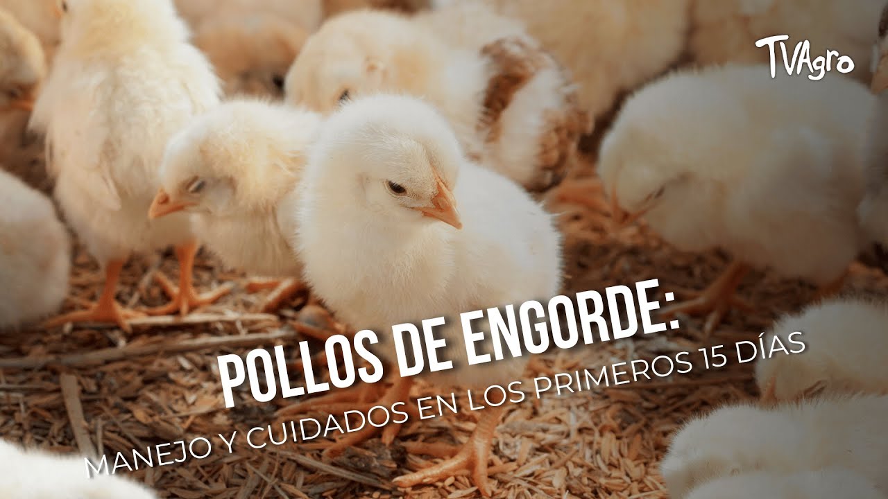 Pollos de engorde: manejo y cuidados en los primeros 15 días - TvAgro por Juan Gonzalo Angel
