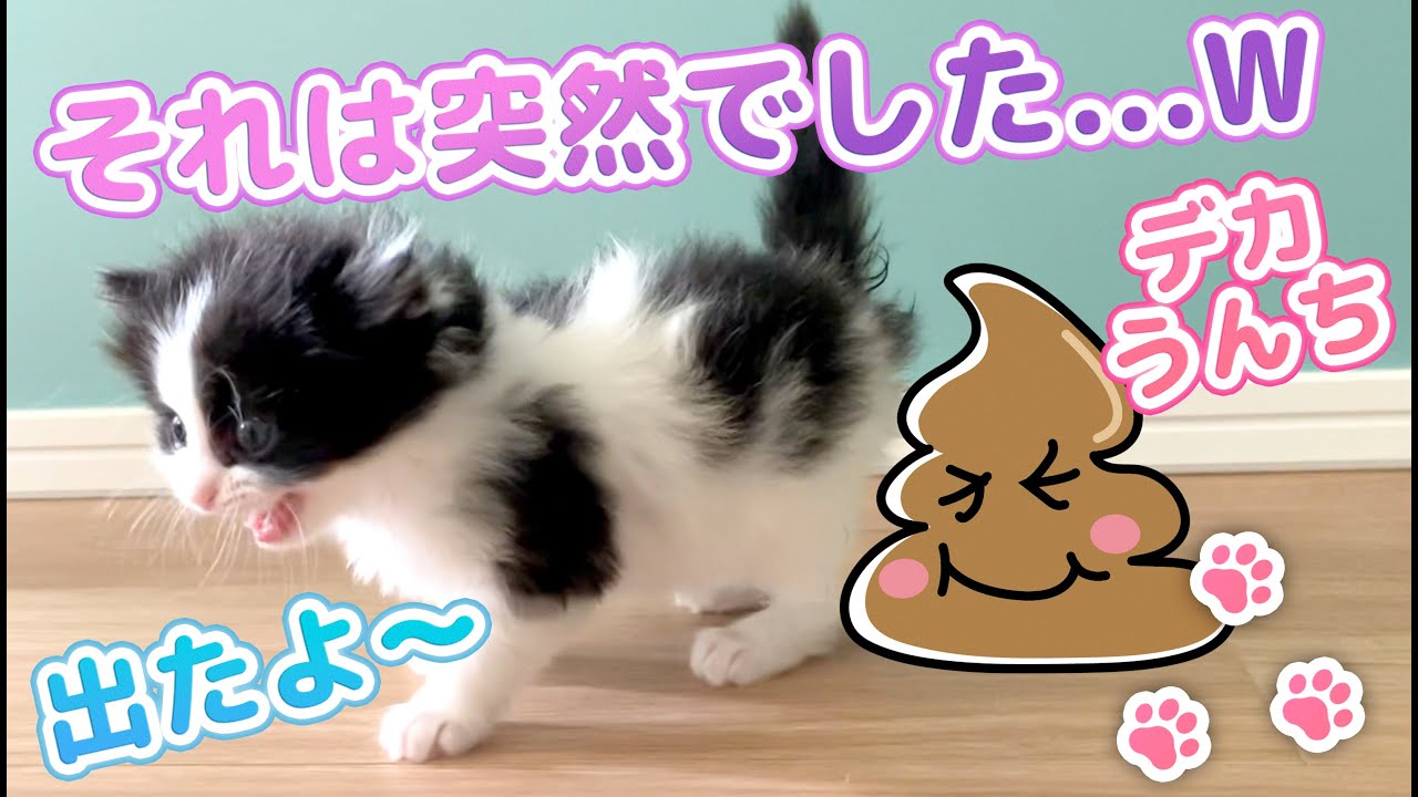 【保護ネコ】突然大きいうんちする子猫！！あまりにも突然すぎてビックリ！