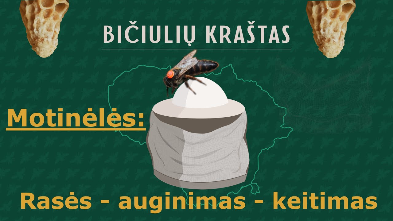 Motinėlių auginimas ir keitimas