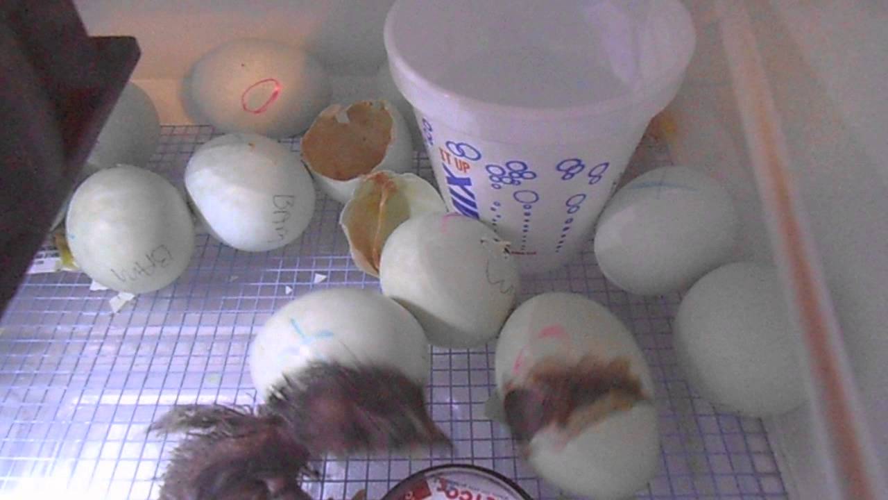 Blue Ameraucana hatching 2
