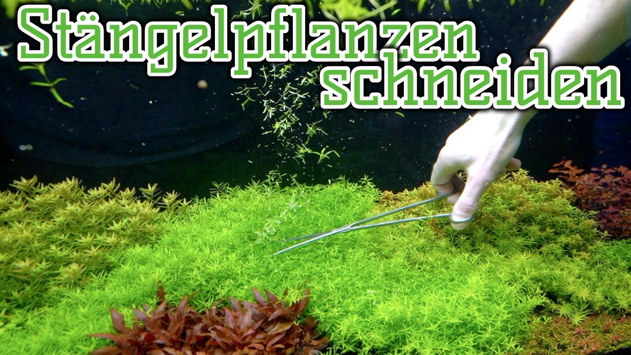 Stängelpflanzen schneiden im Dutch Style | Holländisches Pflanzenaquarium | Profi Tipp