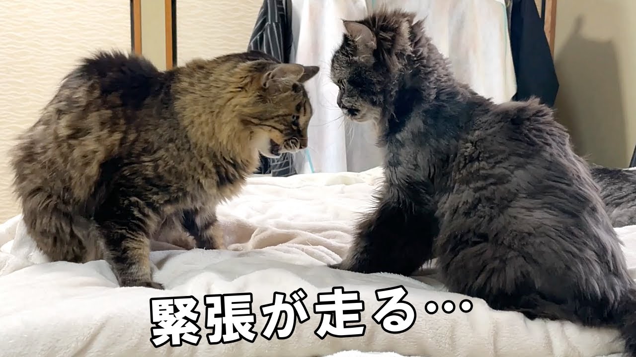 元捨て猫の仲良し老猫コンビにいったい何が…【老猫保護】