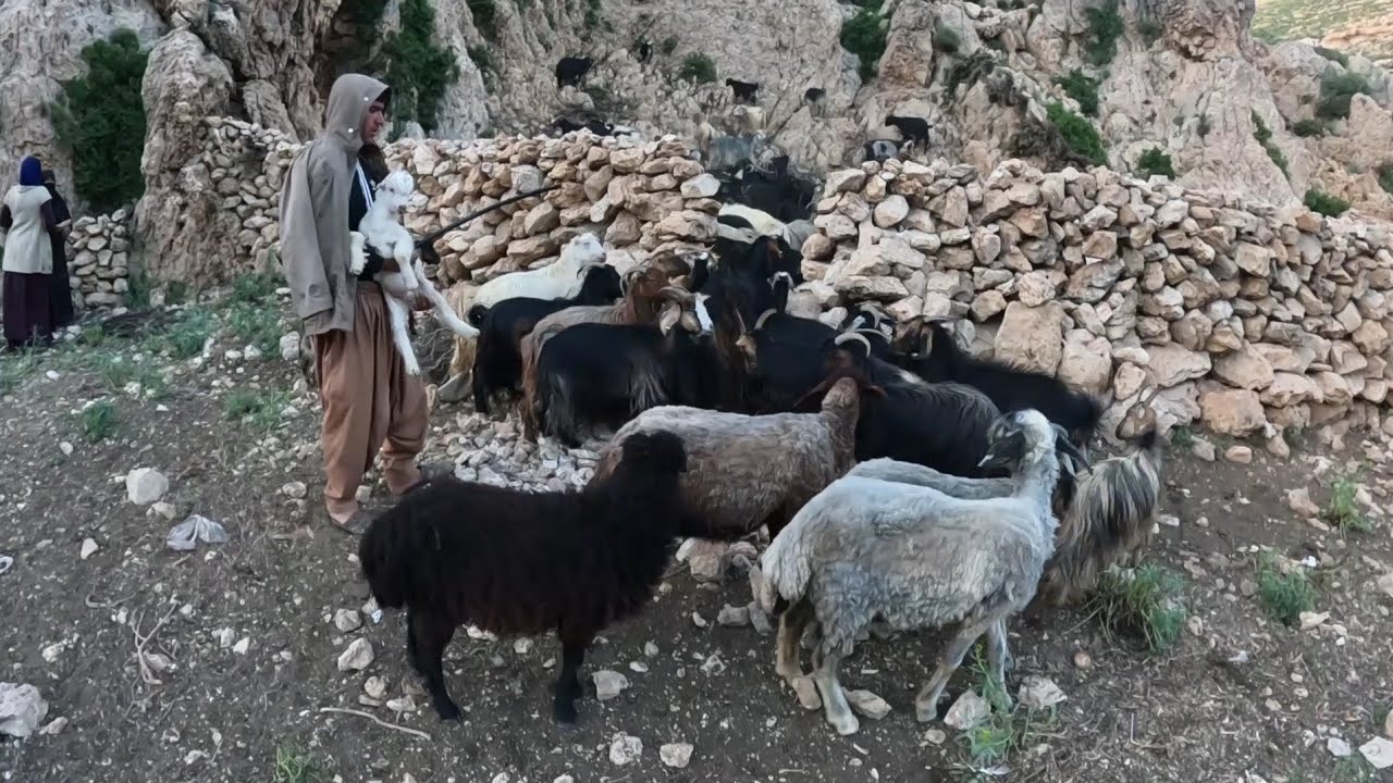 Nomadic life at sunset(2023)Nomadic life in mountain civilizations