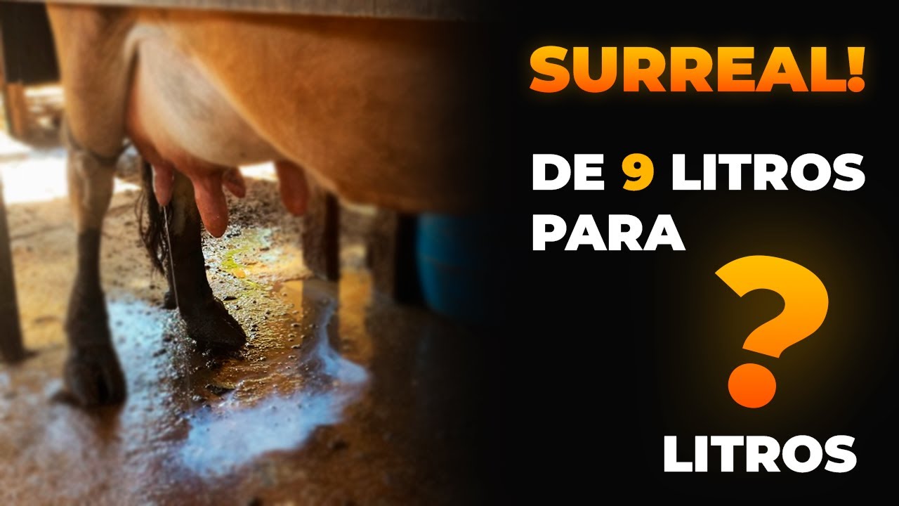 Assista e DESCUBRA COMO essa vaca passou a produzir MAIS LEITE