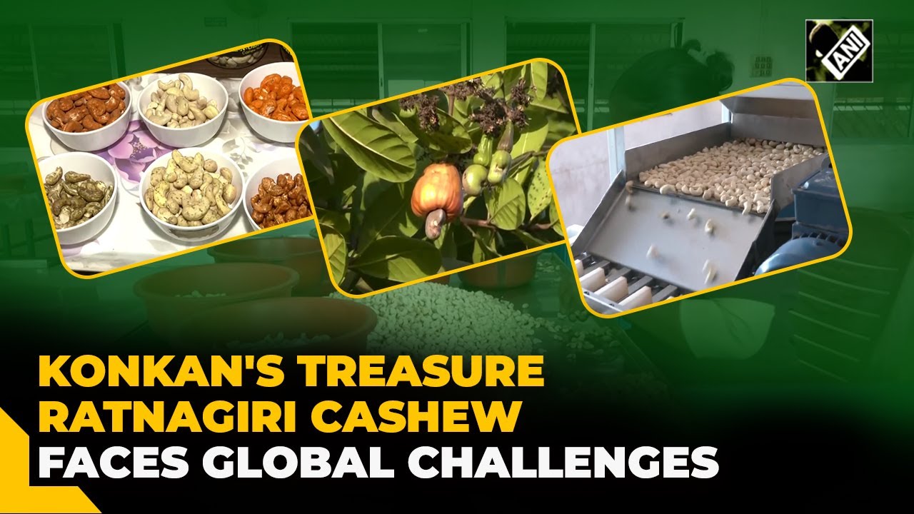 Ratnagiri Cashew: A hidden gem in Konkan facing global competition; expert voices concern