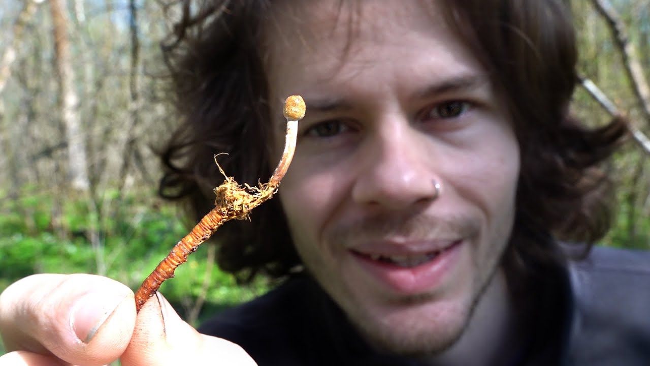 Zombiepilze, Morcheln und Wildkräuter - Frühlingsbescherung im April