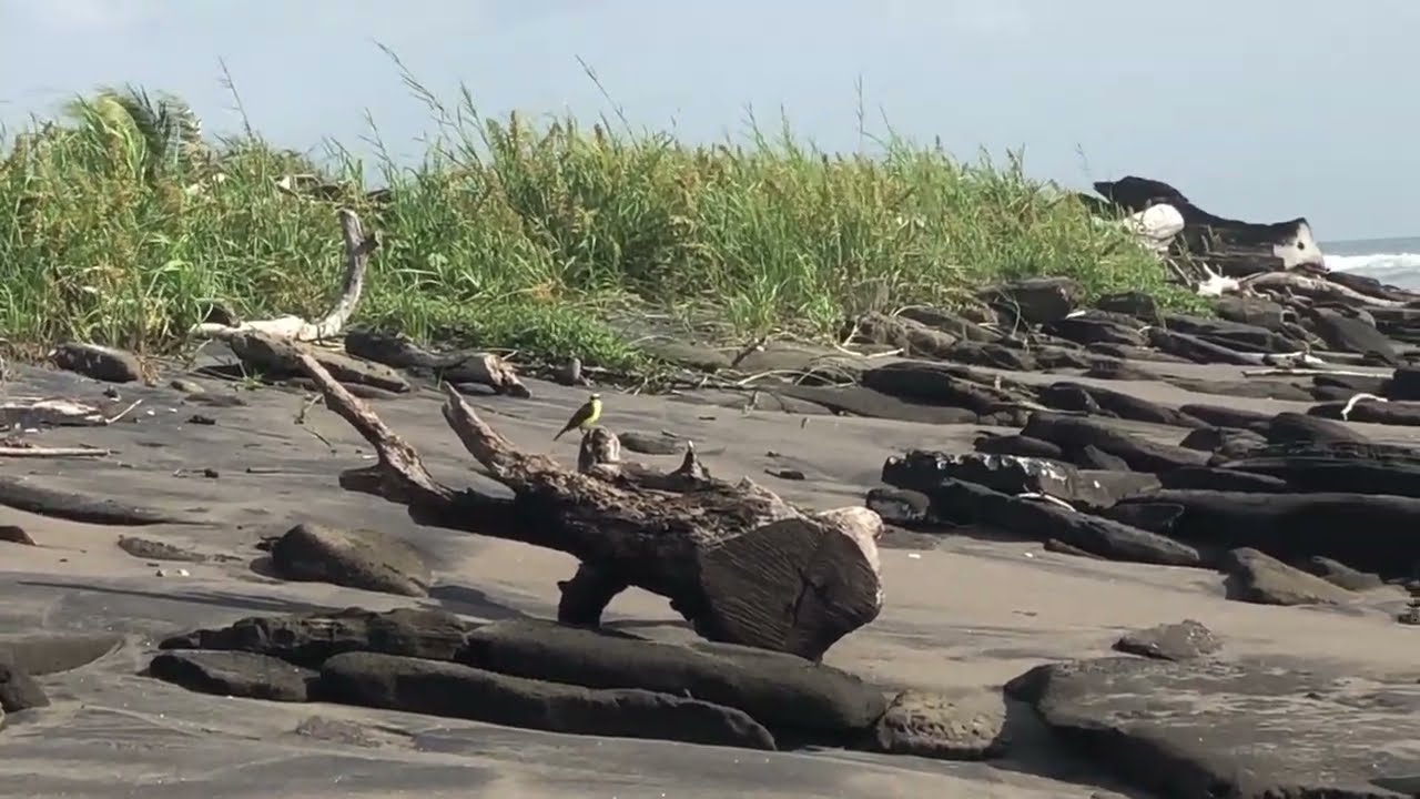 Pool to Beach Escape: 7 Minutes of Paradise Vignettes 🌴🌊
