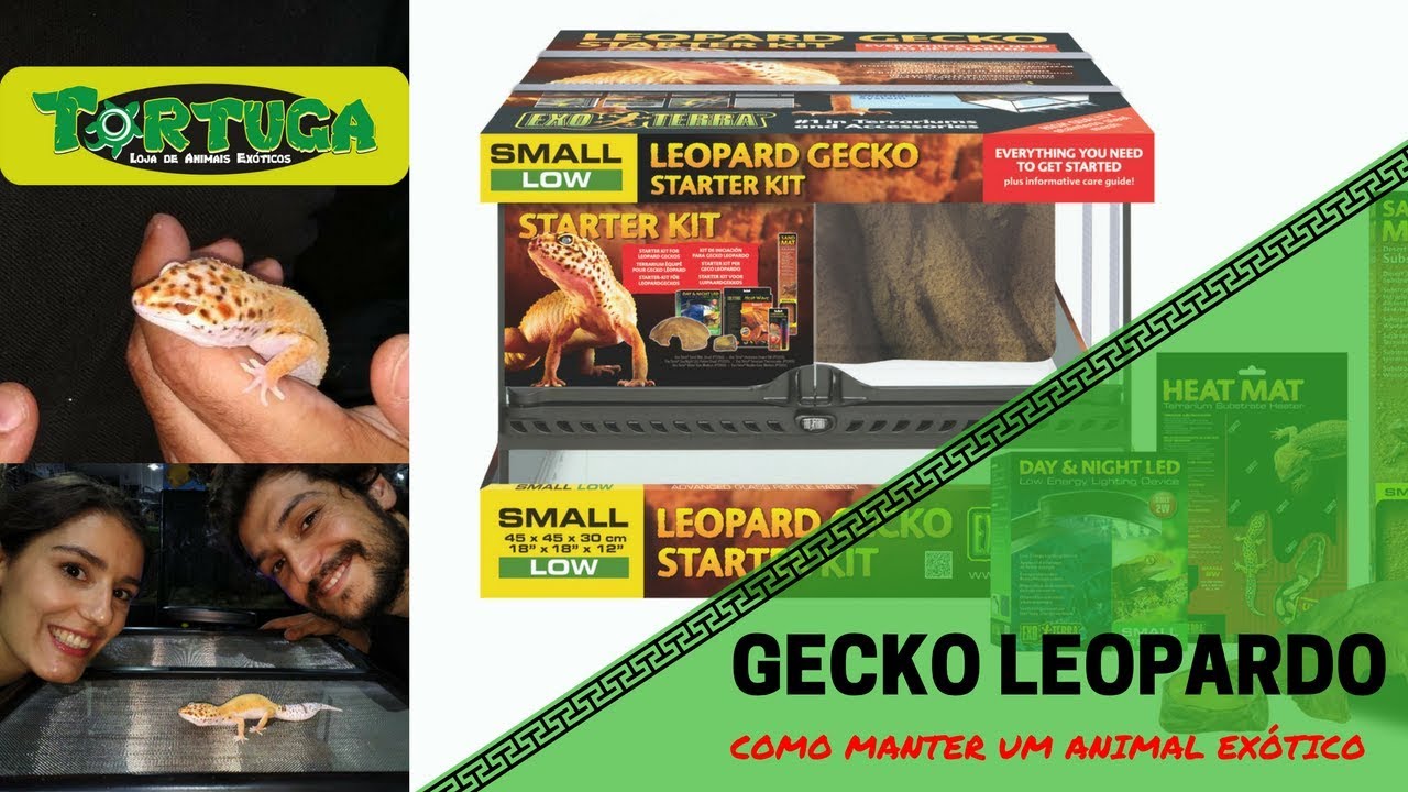 COMO MANTER UM GECKO LEOPARDO