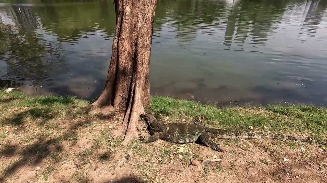Park pełen Waranów w centrum Bangkoku! Lumpini Park