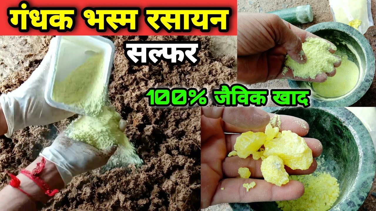 फसलों में 'सल्फर' की कमी कभी नहीं दिखेगी | 