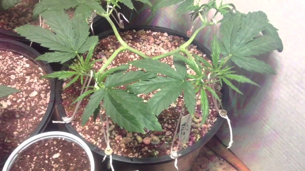 VegaMatrix Nutrients: Germination, Veg And Flower Update