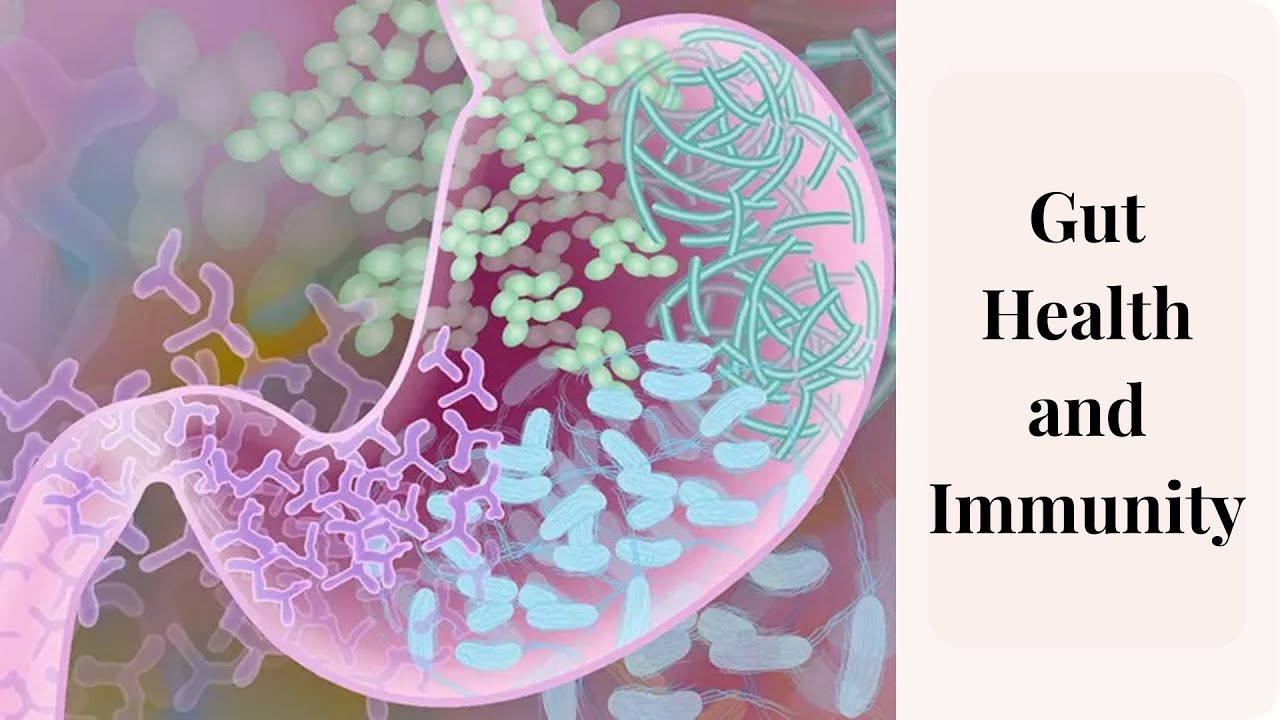 Gut Health & Immunity