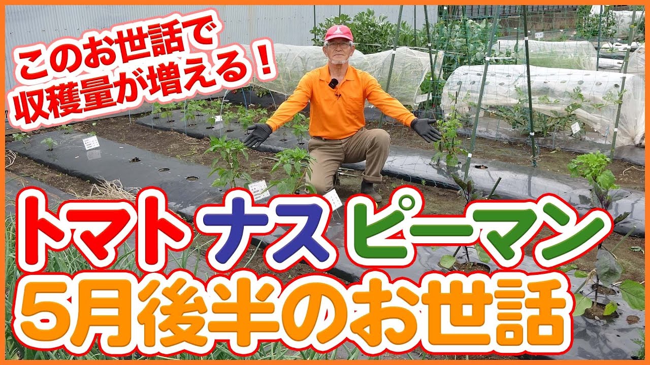 家庭菜園や農園で王道夏野菜栽培の5月後半お世話！トマト・ナス・ピーマン栽培のコツを徹底解説！/ Tips for managing summer vegetables in the garden.