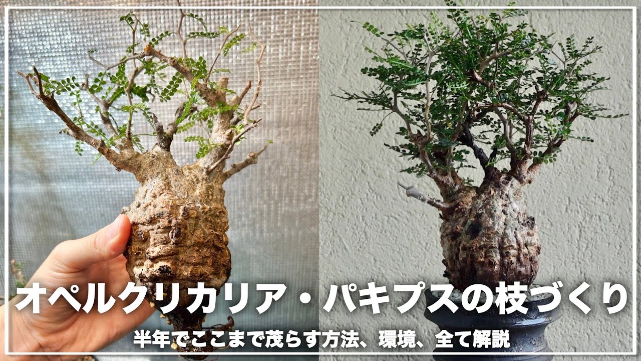 塊根植物の王様、パキプスを半年間全力で茂らせました｜Operculicarya pachypus
