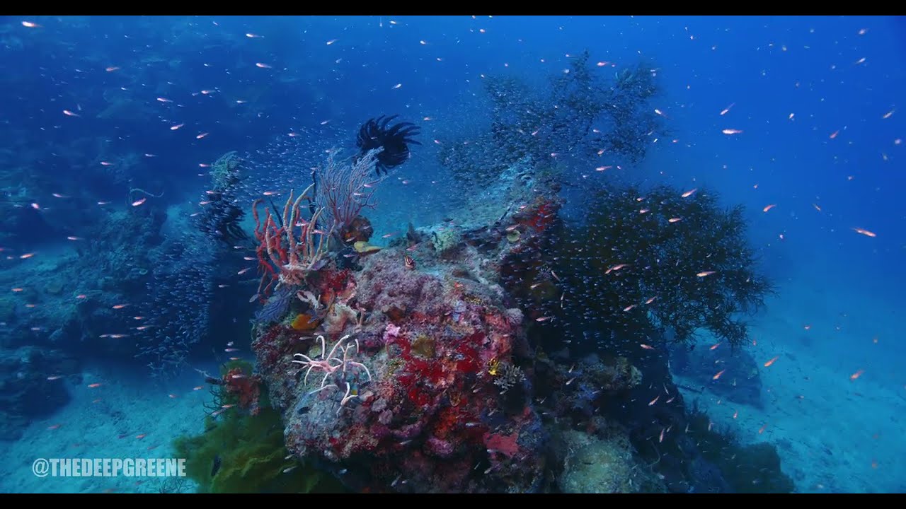 Sangat Island Dive Resort, Philippines.  RED V-RAPTOR [X] VV in a Gates PRO RAPTOR housing.