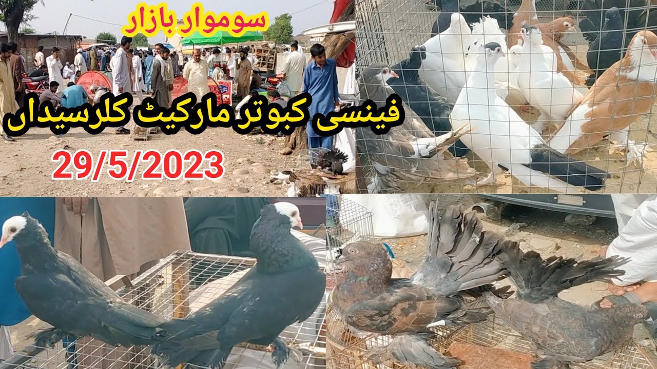 Fancy Pigeon Market | Latest Update Kallar Syedan Monday Kabutar Mandi | Fancy Kabootar | 29/5/2023
