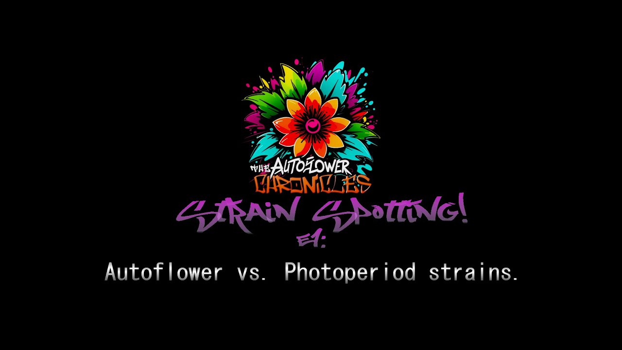 Strain Spotting Ep. 1: Autoflowers vs. Photoperiod Strains and a Cannamyth!