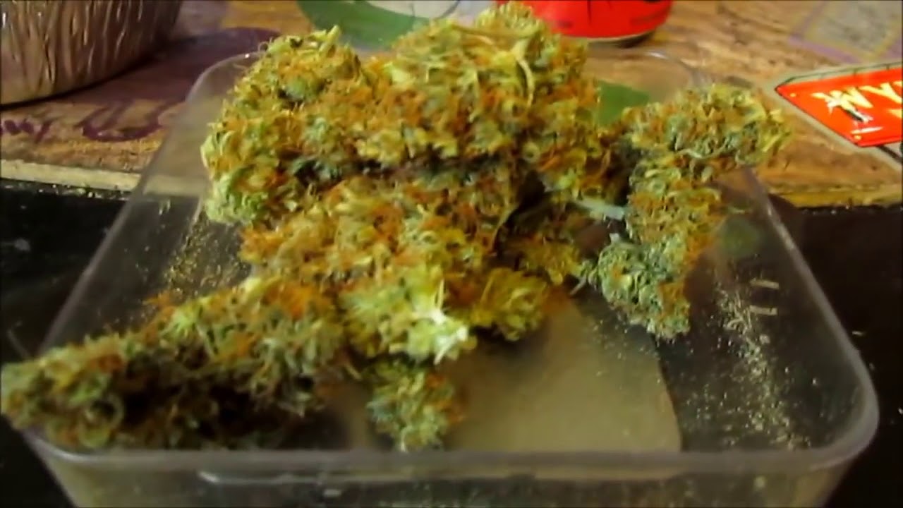 GROWING MARIJUANA WITH MARS HYDRO LED GROW LIGHTS!