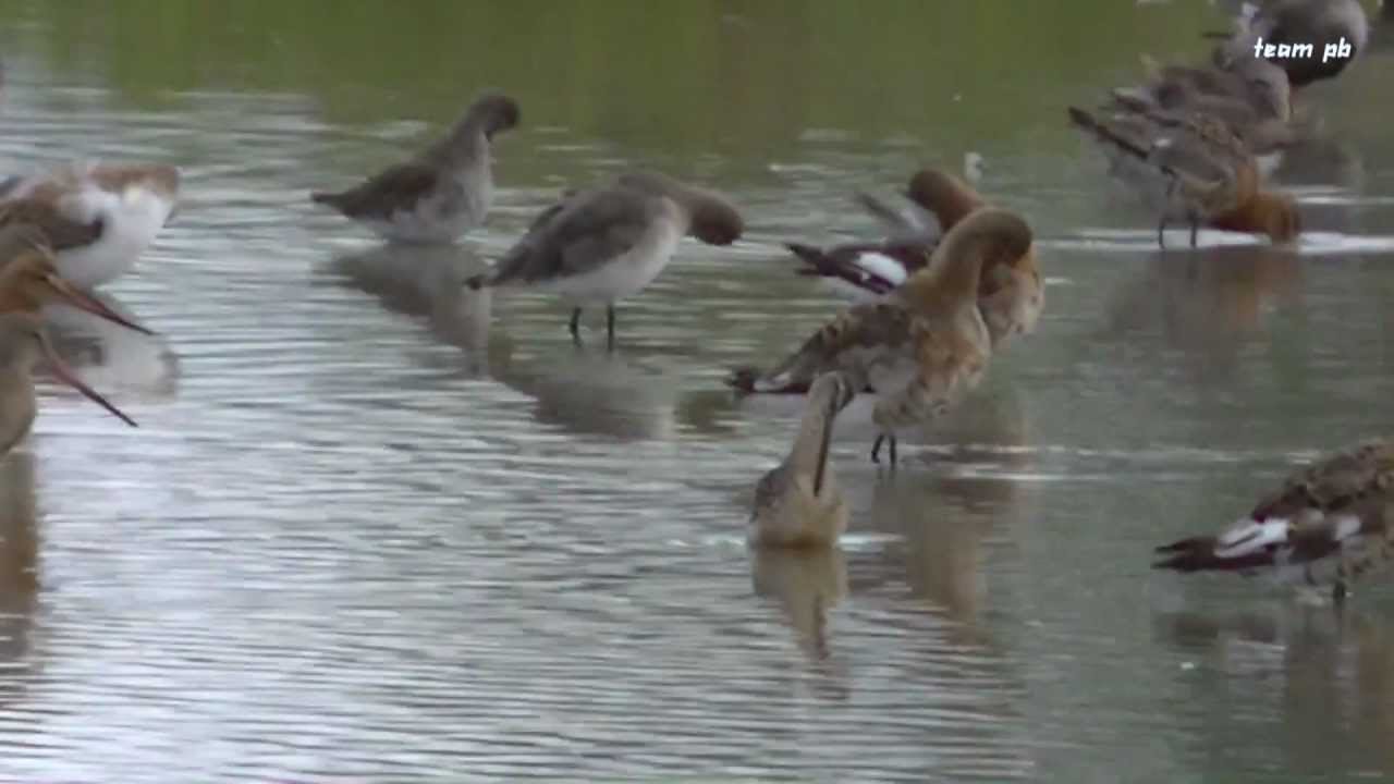 LONG-BILLED DOWITCHER - SLIMBRIDGE WWT