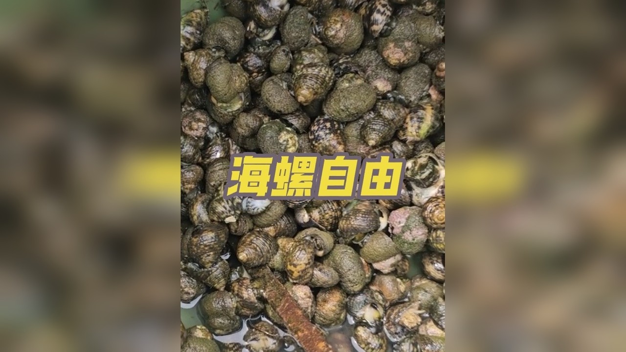 实现海螺自由