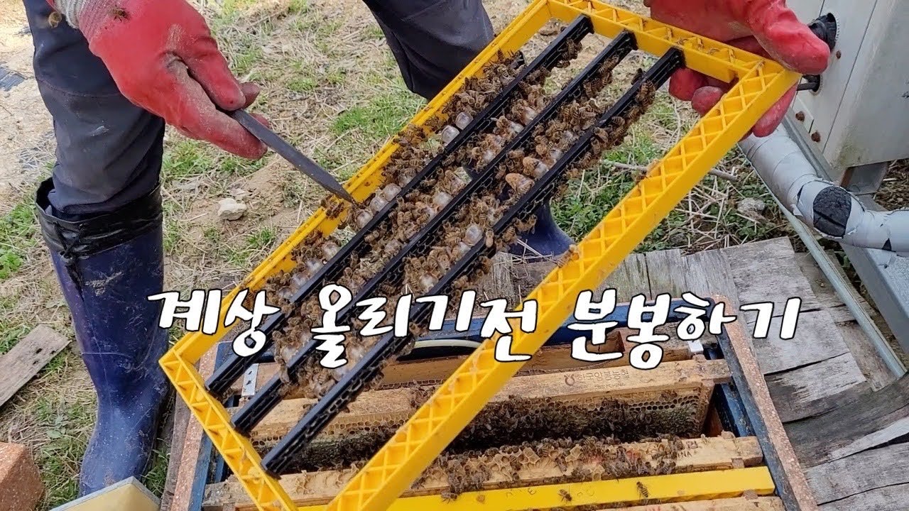 이충 후 내검하면서 분봉하기