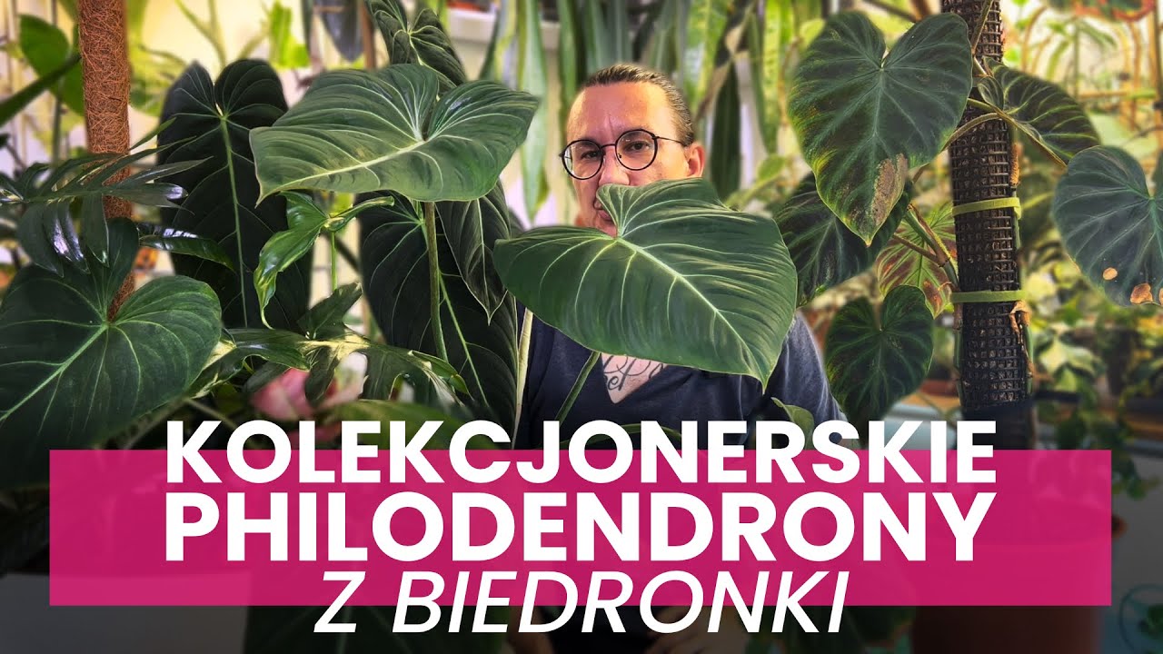 🐞🌿 KOLEKCJONERSKIE PHILODENDRONY Z BIEDRONKI LIPIEC 2023