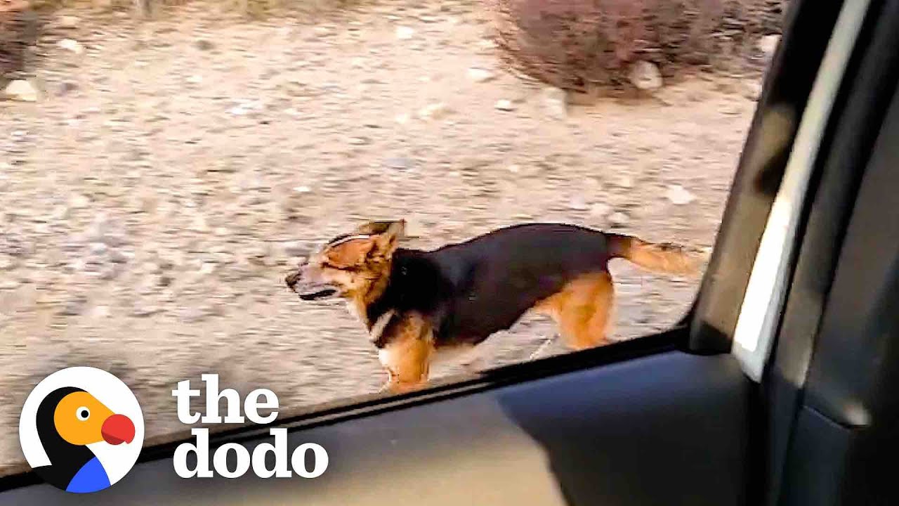 Guy Spends A Year Winning Over Feral Dog In The Desert | The Dodo Heroes