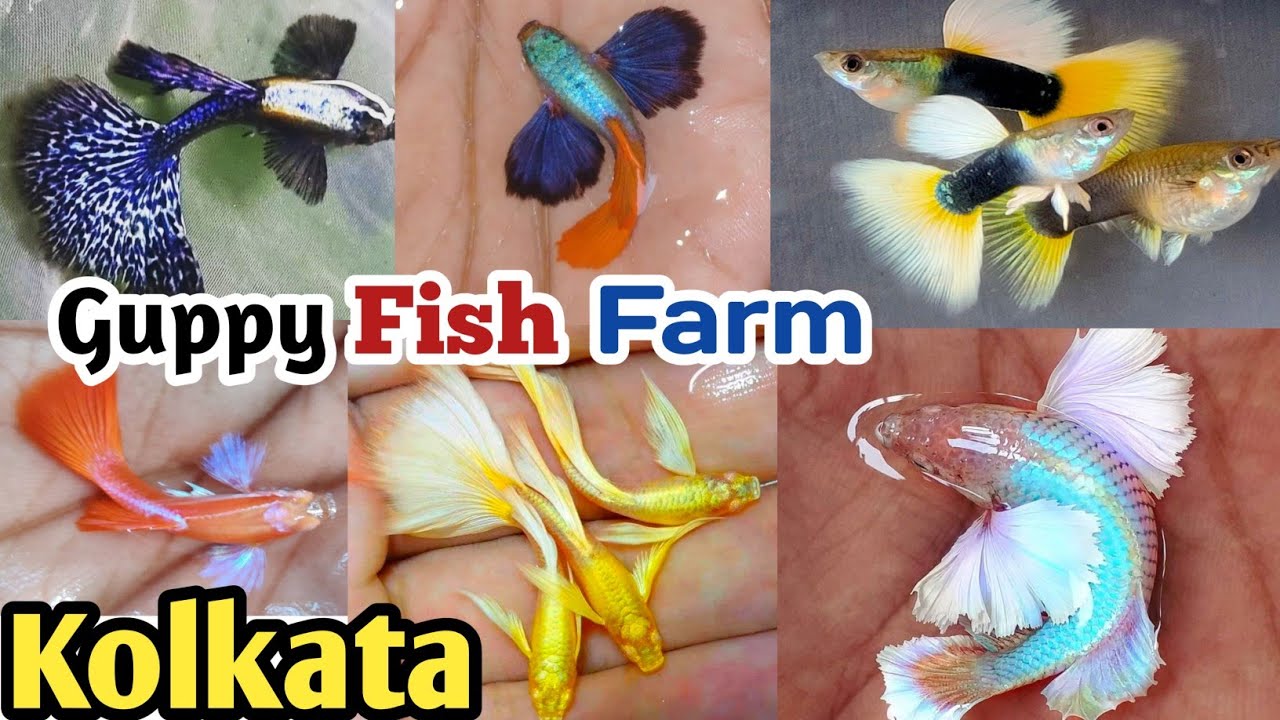 Top Guppy Fish Farm in Kolkata | Guppies old video | Guppy fish | Guppy price