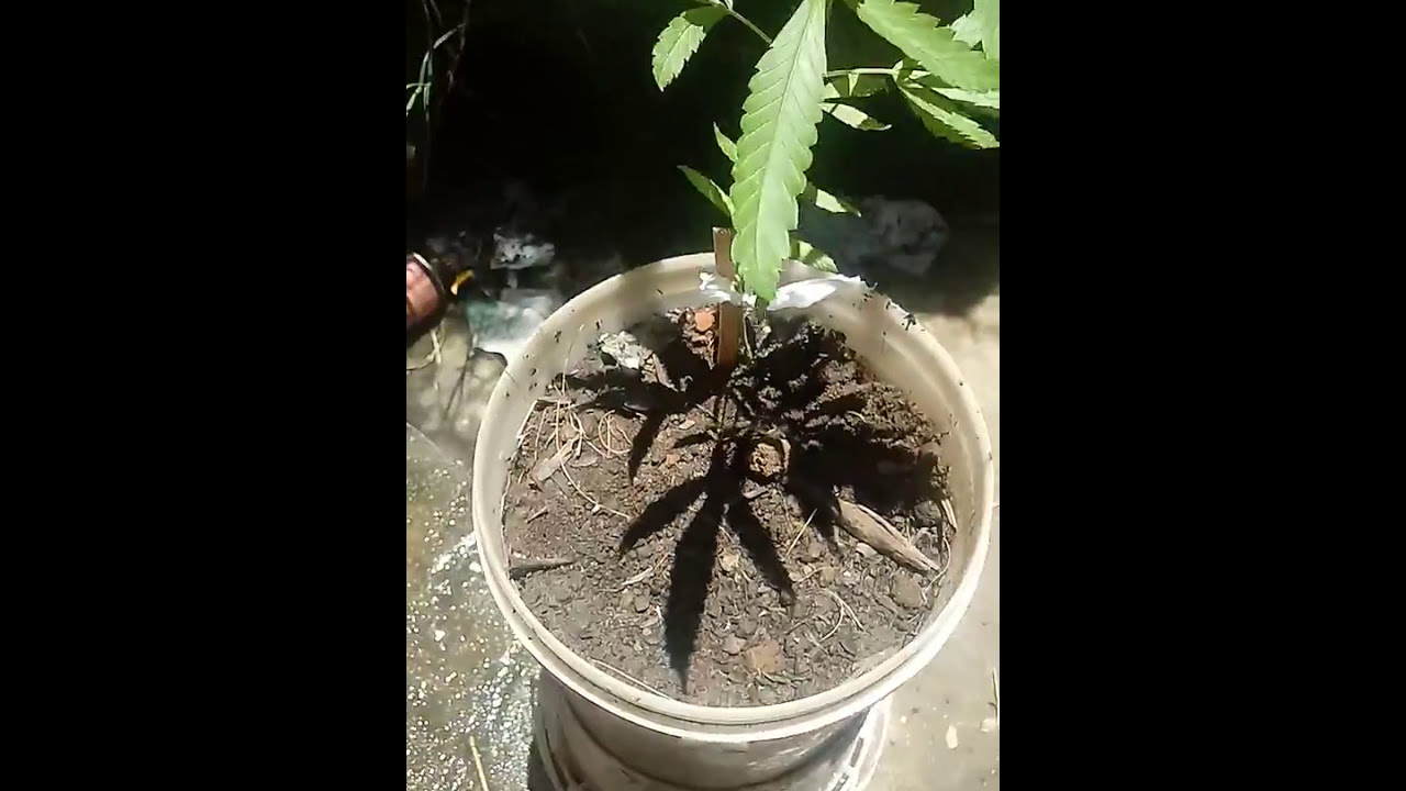 #65 Mimosa presente do Bomba Grower