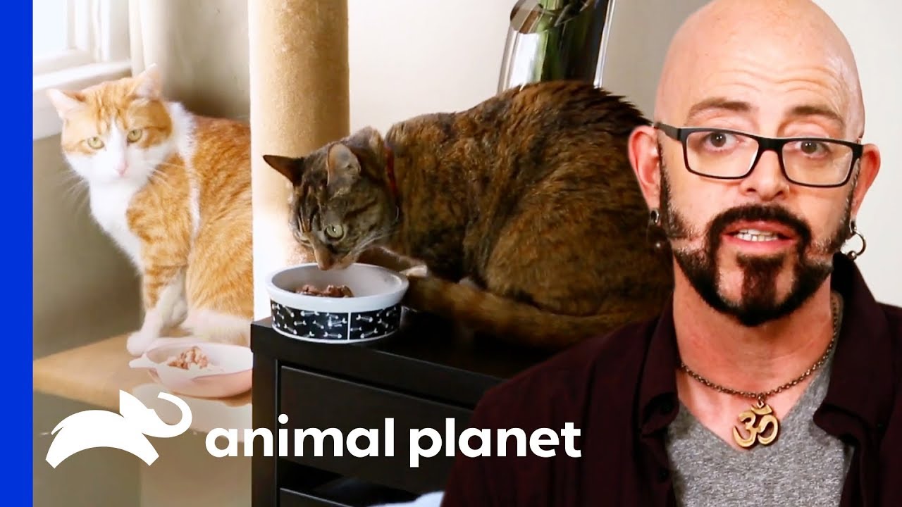 Good Kitty Needs To Learn To Stand Up To Her Bullies | My Cat From Hell