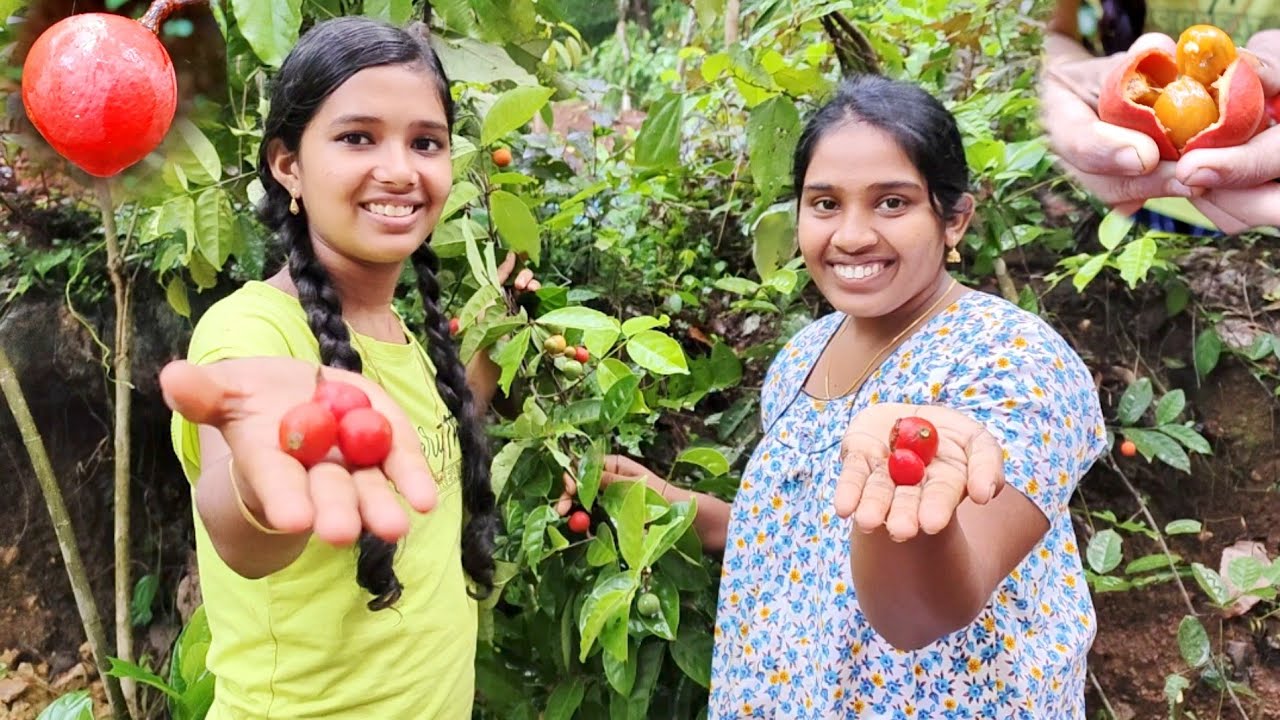 ഞങ്ങളിത് കണ്ട് പിടിച്ചു..വണ്ണം കുറയും Lolly Berry Salacia Fruit