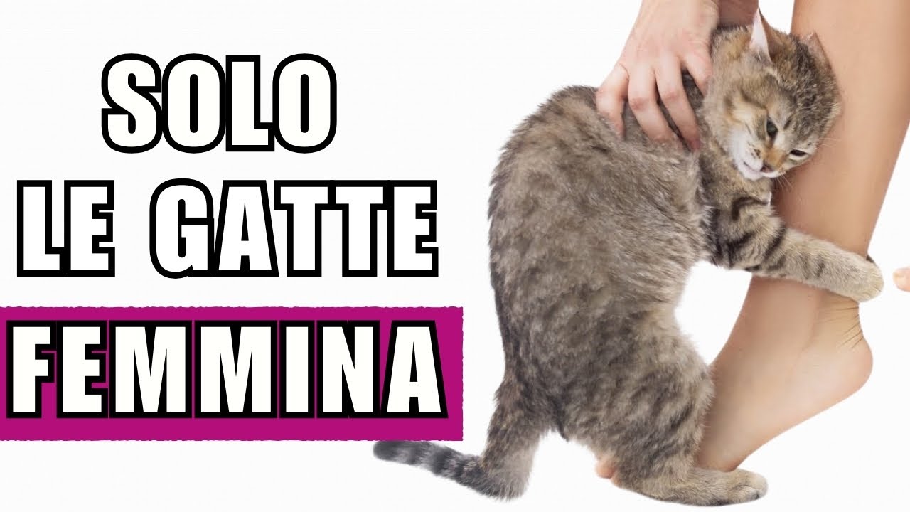 15 cose pazzesche che solo le GATTE FEMMINE fanno per i loro umani