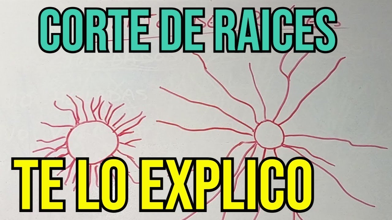 CÓMO CORTAR LAS RAÍCES EN ARCE PALMATUM