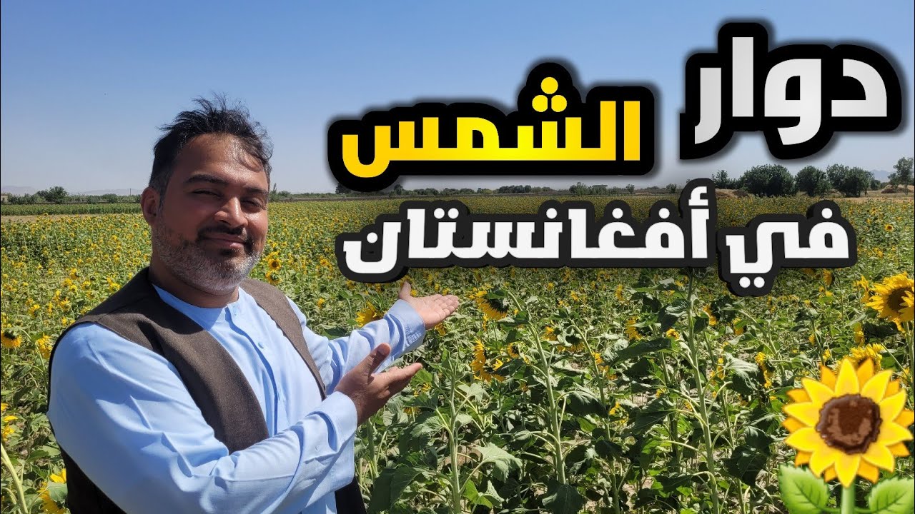 أرباح زراعة دوار الشمس في عهد الإمارة الإسلامية أفغانستان 🌻🍃