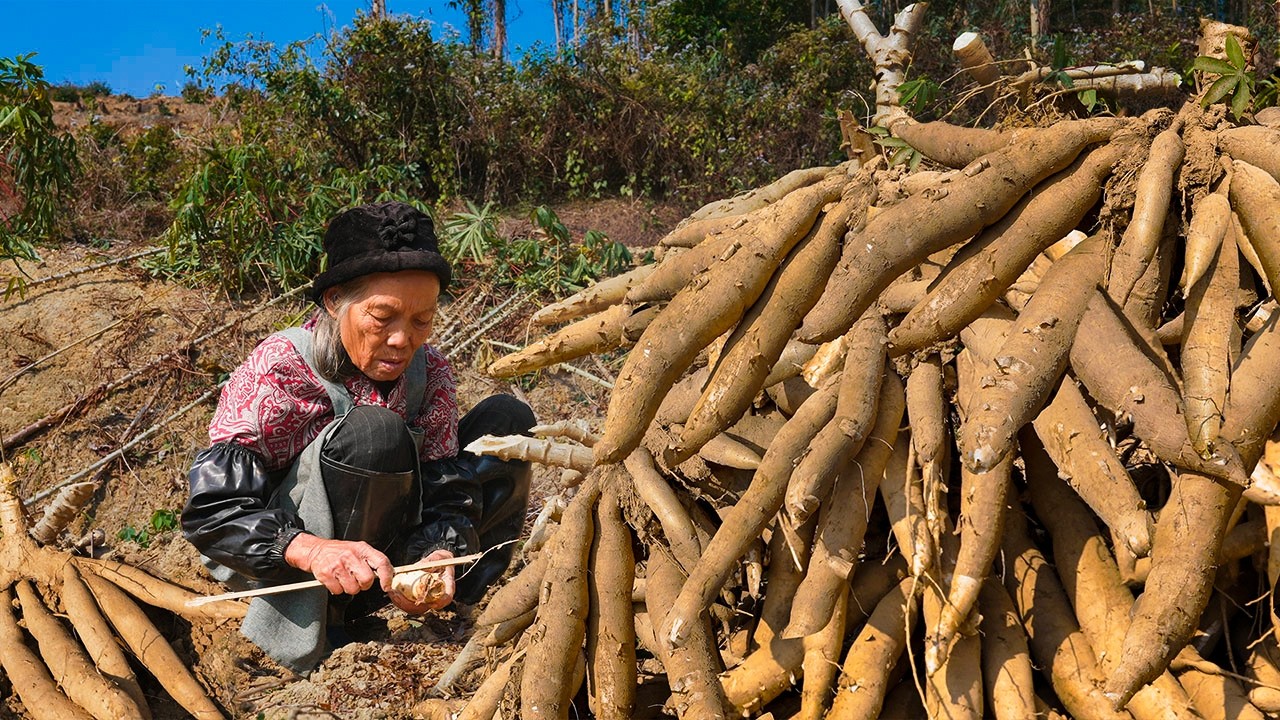 被嫌棄的木薯粗糧，年輕人嫌它無味難吃，老一輩拿它充飢飽腹Grandma cooks delicious food with 100 pounds of cassava #木薯｜ 玉林阿婆