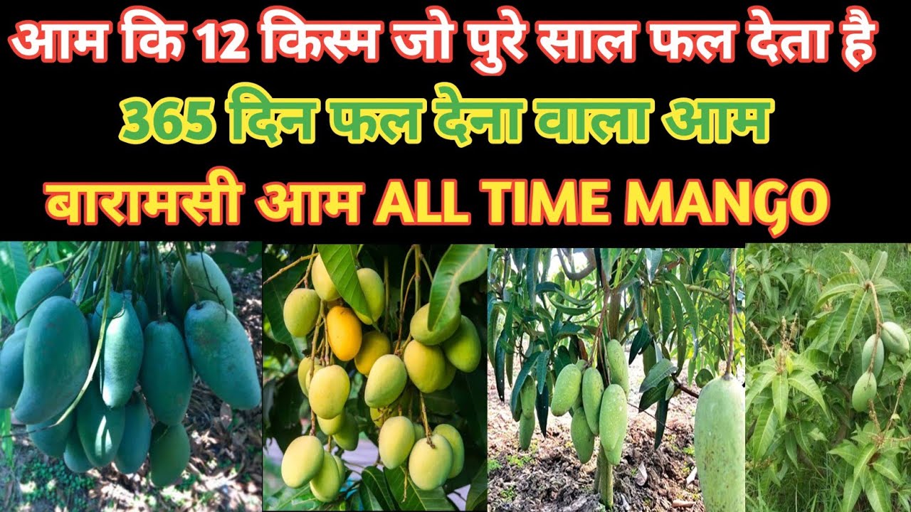आम की 12 किस्म जो पूरे साल फल देता है