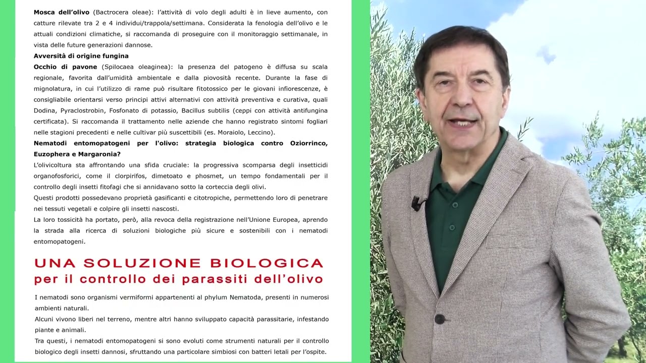 Olivo, situazione fitosanitaria e avversit&agrave; di origine fungina