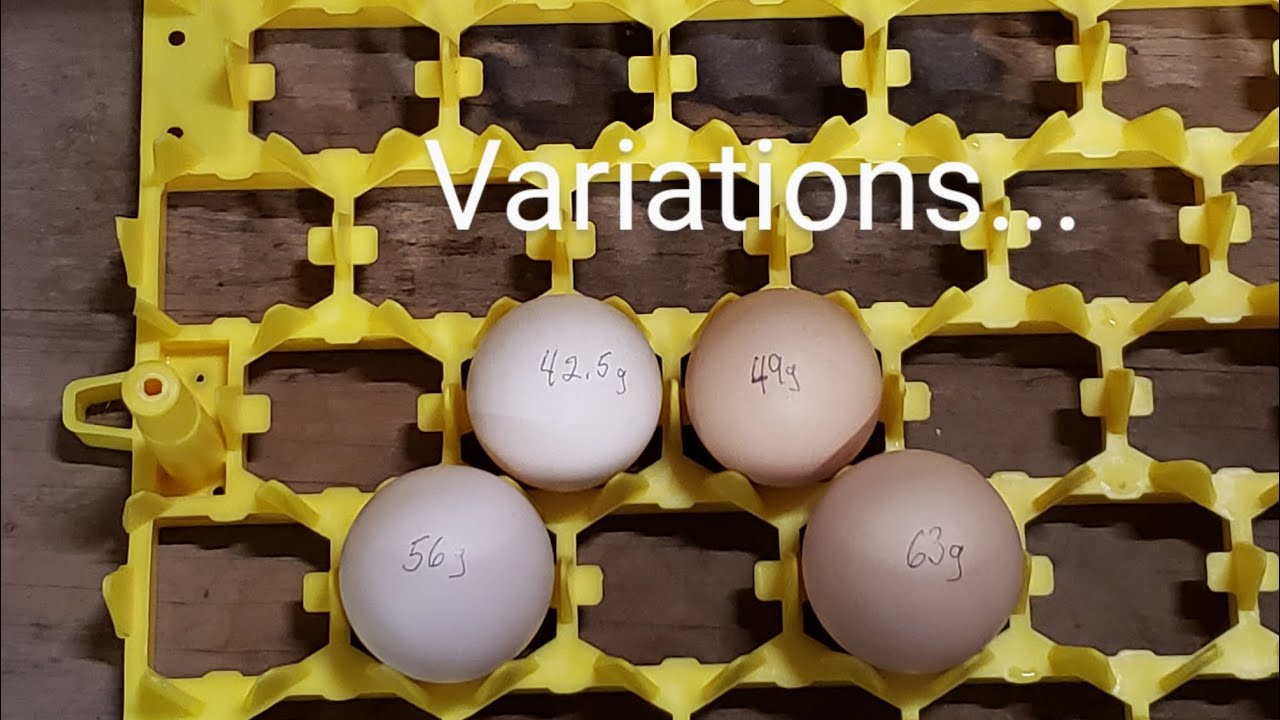 Egg color, breed history, tidbits - American Bresse