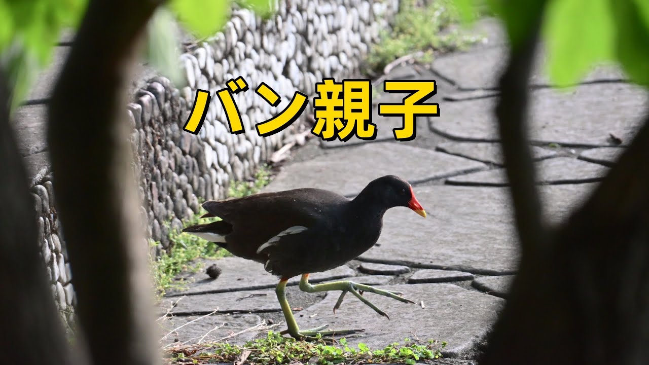 バン親子（黑水鸡）