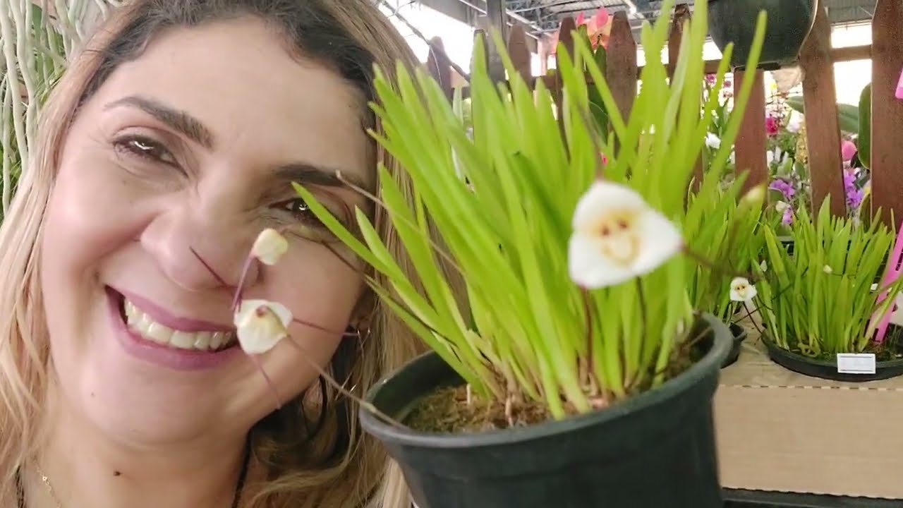 Área de Vendas - 79ª Exposição Nacional de Orquídeas de Rio Claro-SP