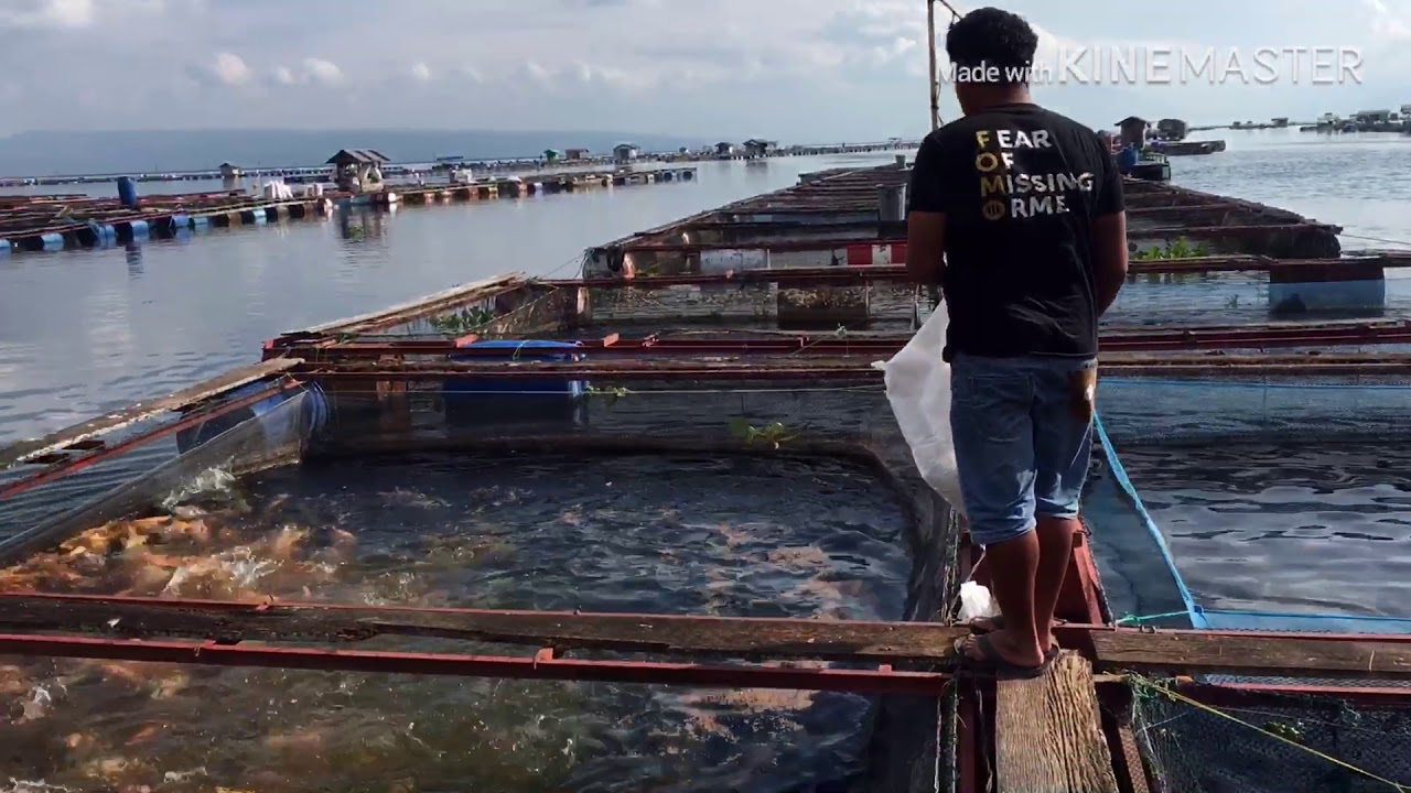 Ngasih makan ikan di keramba jaring apung danau toba