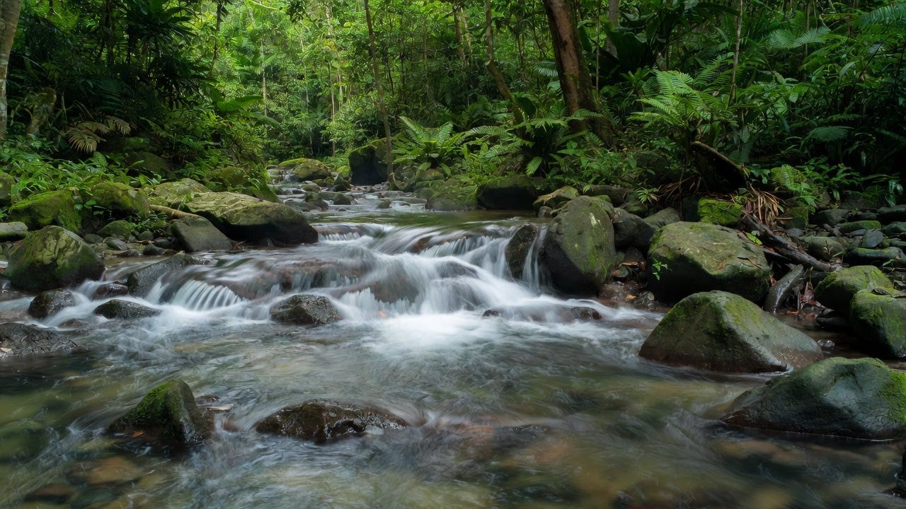 Close Your Eyes… Jungle River Sounds 🌊 Fall Asleep Fast