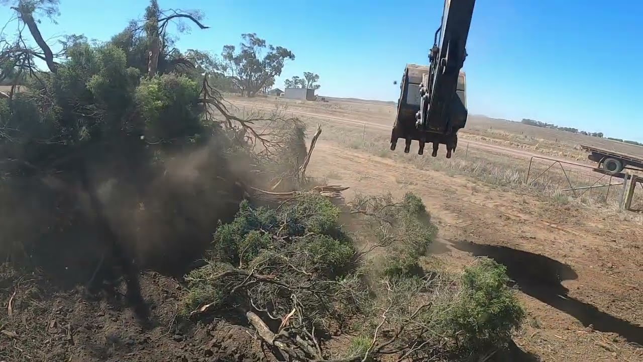 Excavator clearing fenceline that's been over grown with vegetation.