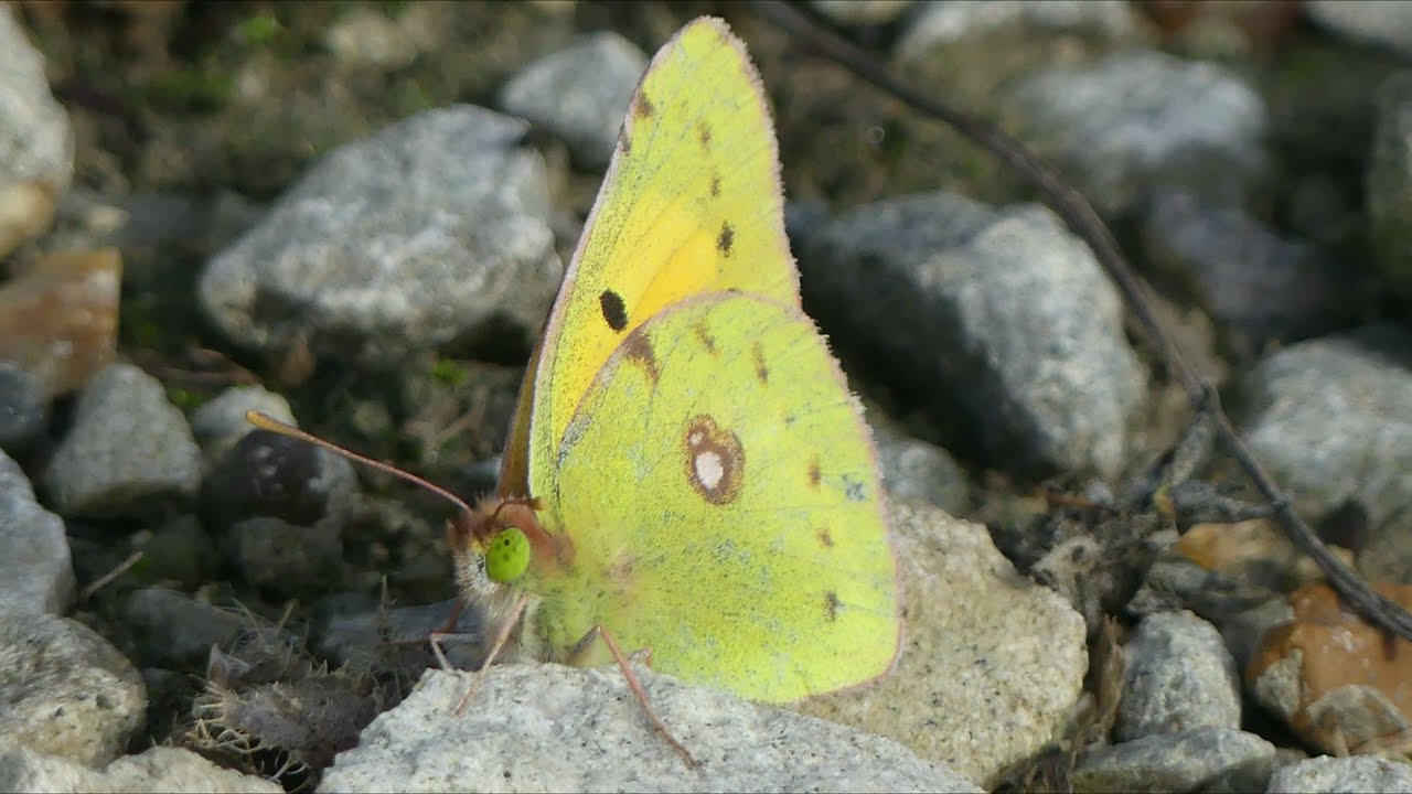 Yellow Butterflies & Moths