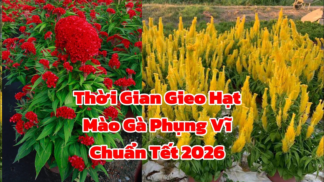 Ngày Gieo Hạt Hoa Mào Gà Búa Và Phụng Vĩ Chuẩn Tết 2026
