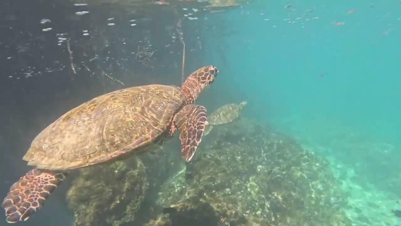 Galapagos 2026 Overview